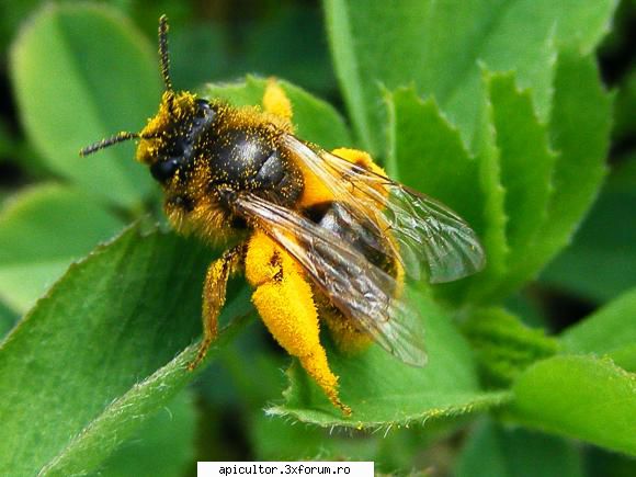 fotoklipa arat una calica rau,vrea adune tot polenul din altfel albina