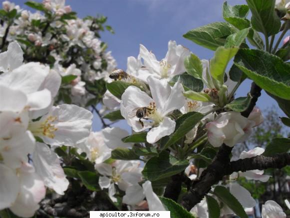 poze alin stoian polenizare