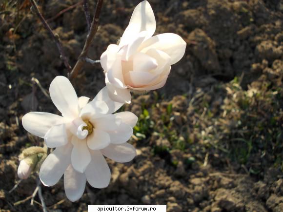 proiect nou viata mea primul care infloreste magnolia.