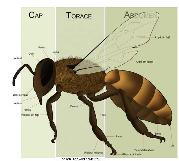 anatomia albinei anatomia albinei astept alte poze daca aveti partea interna