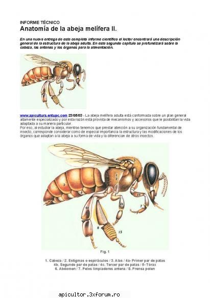 anatomia albinei sase
