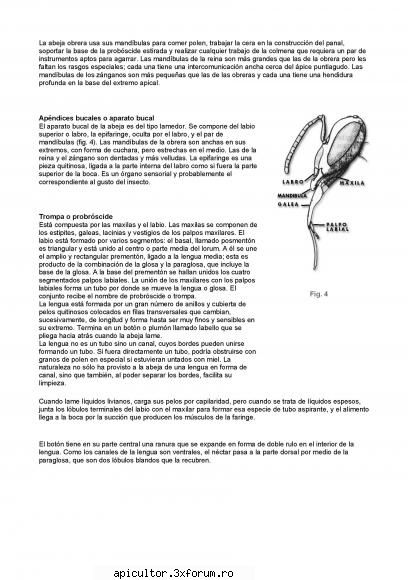 anatomia albinei zece