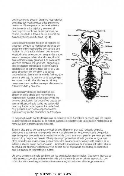 anatomia albinei douasunu