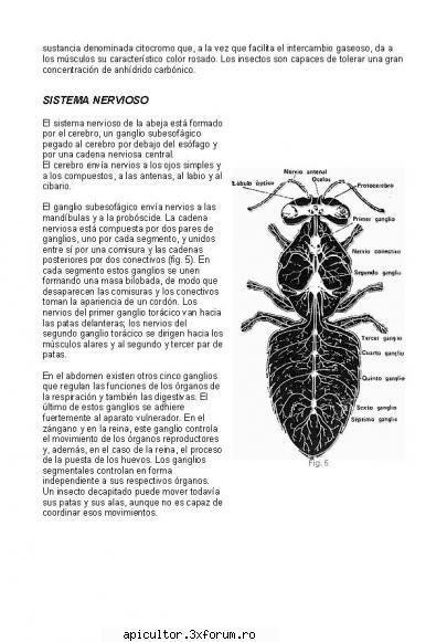 anatomia albinei douasdoi