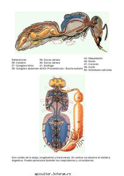 anatomia albinei treizeci