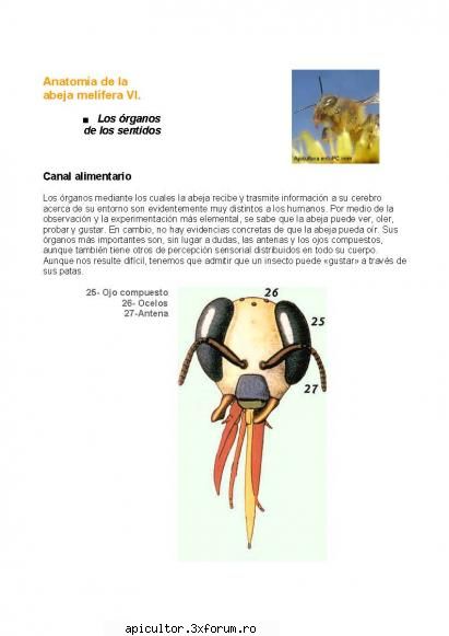 anatomia albinei treisdoi