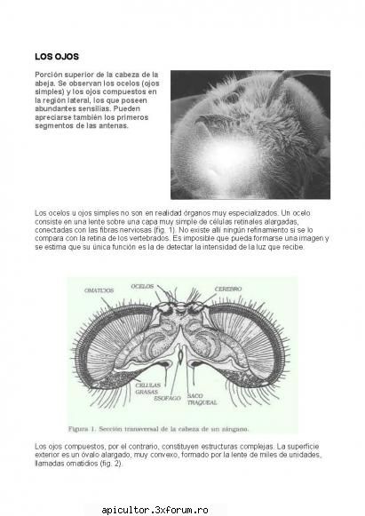 anatomia albinei treistrei