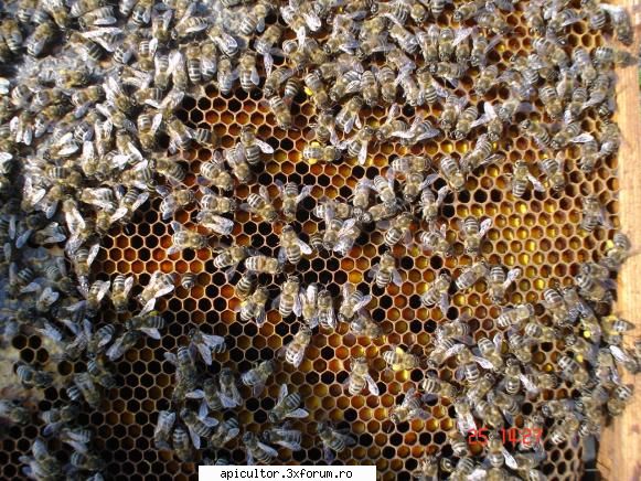 pozele lui mult polen! avand padurea ograda, albinele culeg polen intr-o veselie! Chirculescu Cristian