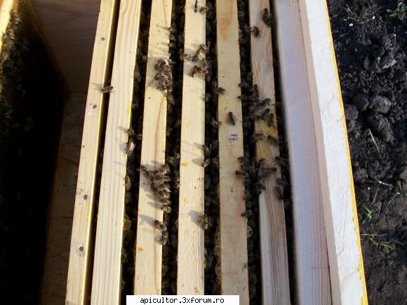 poze crisbee cam asa arata familiile mele albine ora actuala.e bine, zona mea inca inflorit salcia.