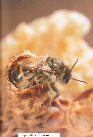 poze alin stoian nasterea unei matci (imagine scanata dintr-o carte apicultura franceza)