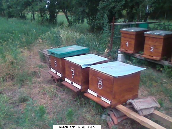 lui prisecarul aceste cutii afla matcile care le-am carora le-am dat cate 3-4 rame albine